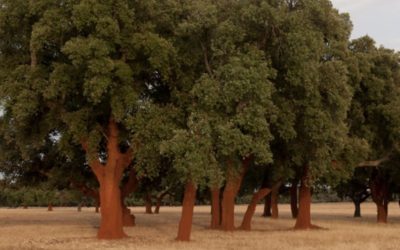 Let’s celebrate 10th June – the National Day of Portugal – with their National Tree – the Cork Oak (Quercus Suber)